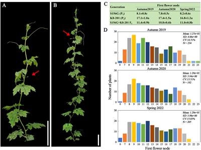 A point mutation in MC06g1112 encoding FLOWERING LOCUS T decreases the first flower node in bitter gourd (Momordica charantia L.)